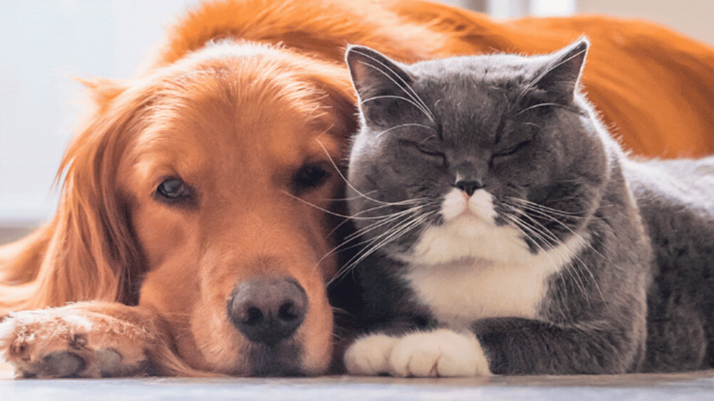 Dicas de Cuidados para Cães e Gatos: Como Manter Seu Pet Saudável