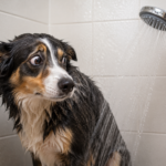 7 Dicas Para Quando o Cachorro Odeia Banho