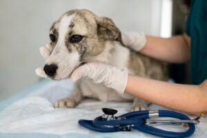 doença do carrapato em cachorro