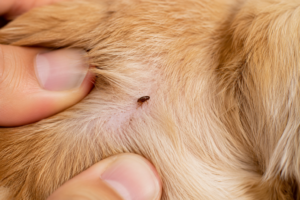 como identificar pulgas em pets